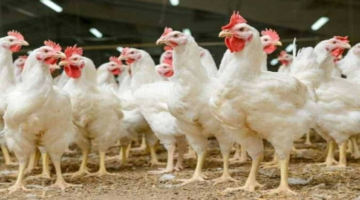 تحديثات الأسعار.. استقرار أسعار الدواجن والكتاكيت في الأسواق خلال تعاملات ديسمبر 2025